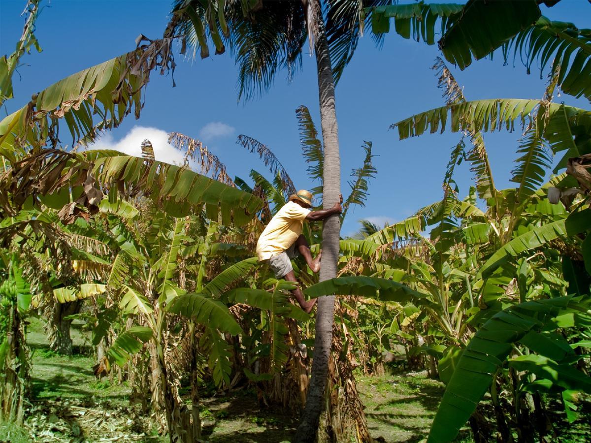 Firefly Estate Bequia Ξενοδοχείο Crescent Beach Εξωτερικό φωτογραφία